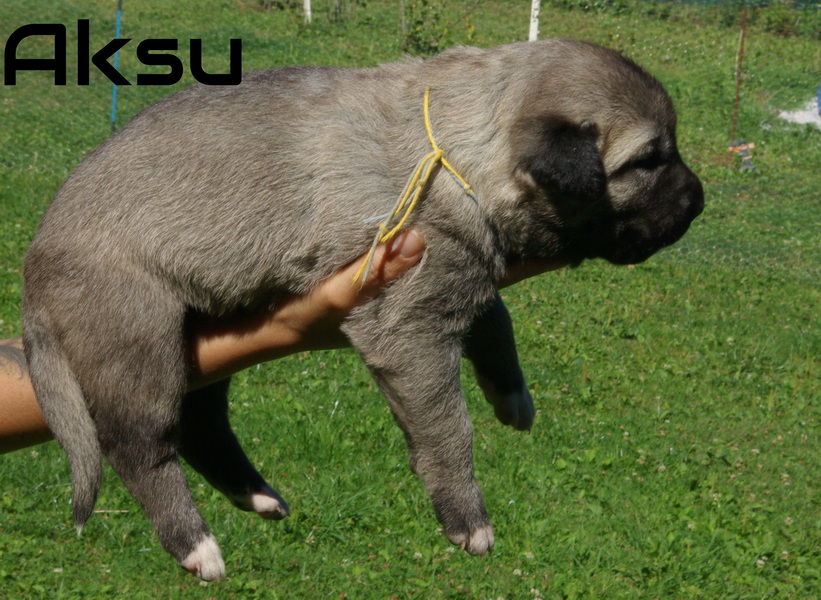 Fenka Aksu