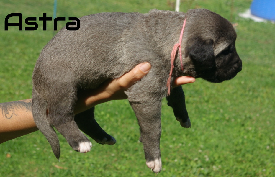 Fenka Astra