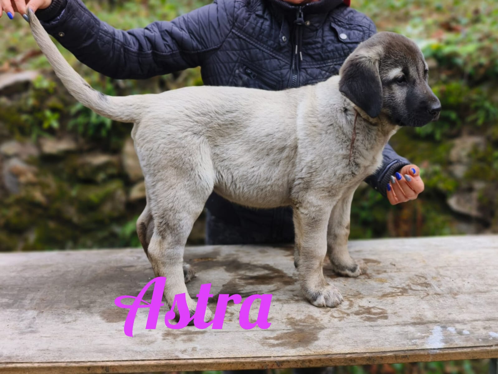 Fenka - 15. októbra 2025