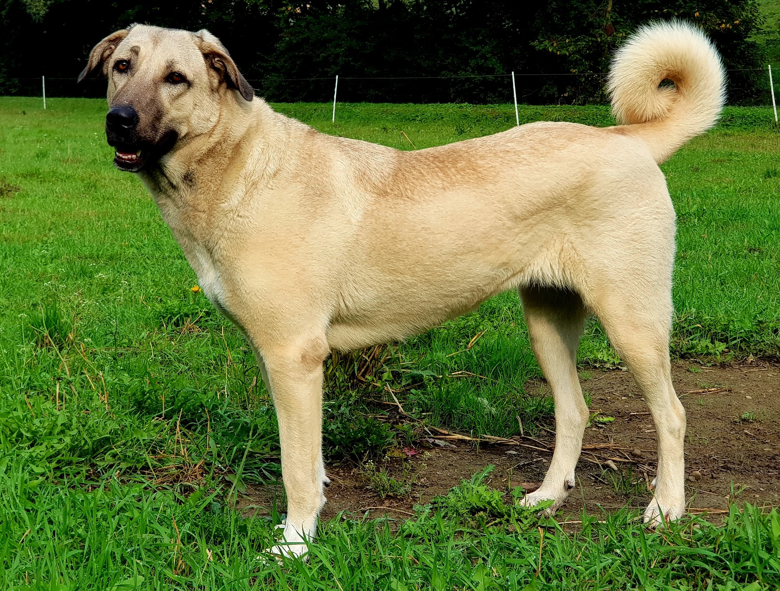 Alisa Kangal