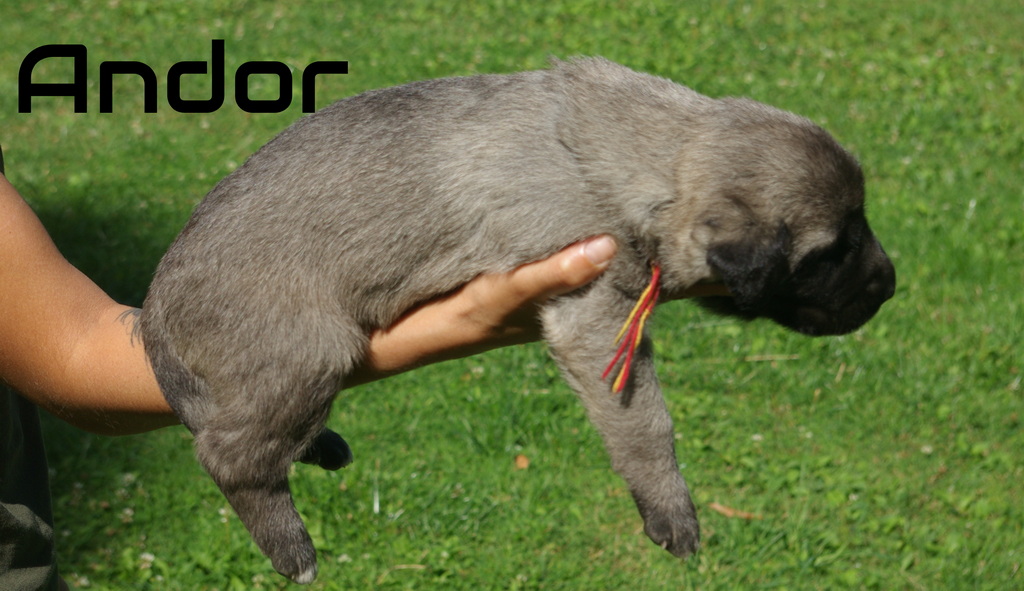 Psík Andor