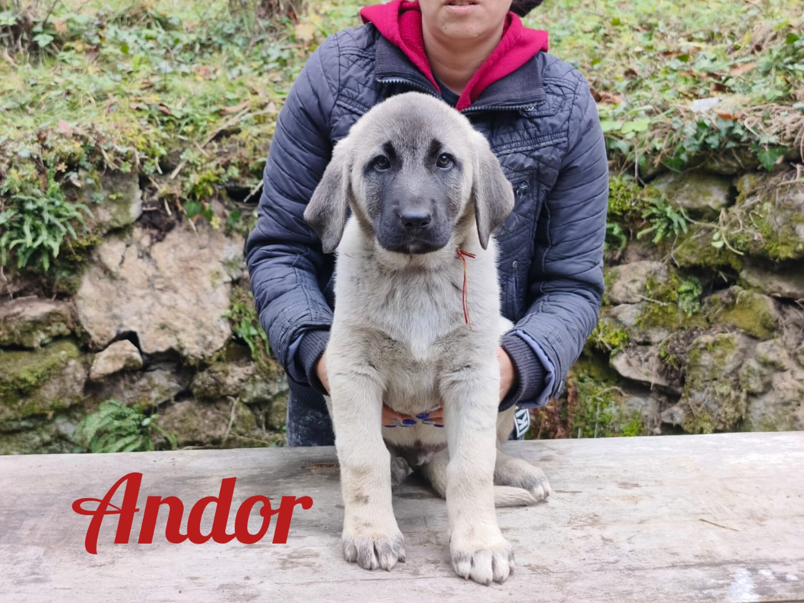 Psík Andor - 15. októbra 2025