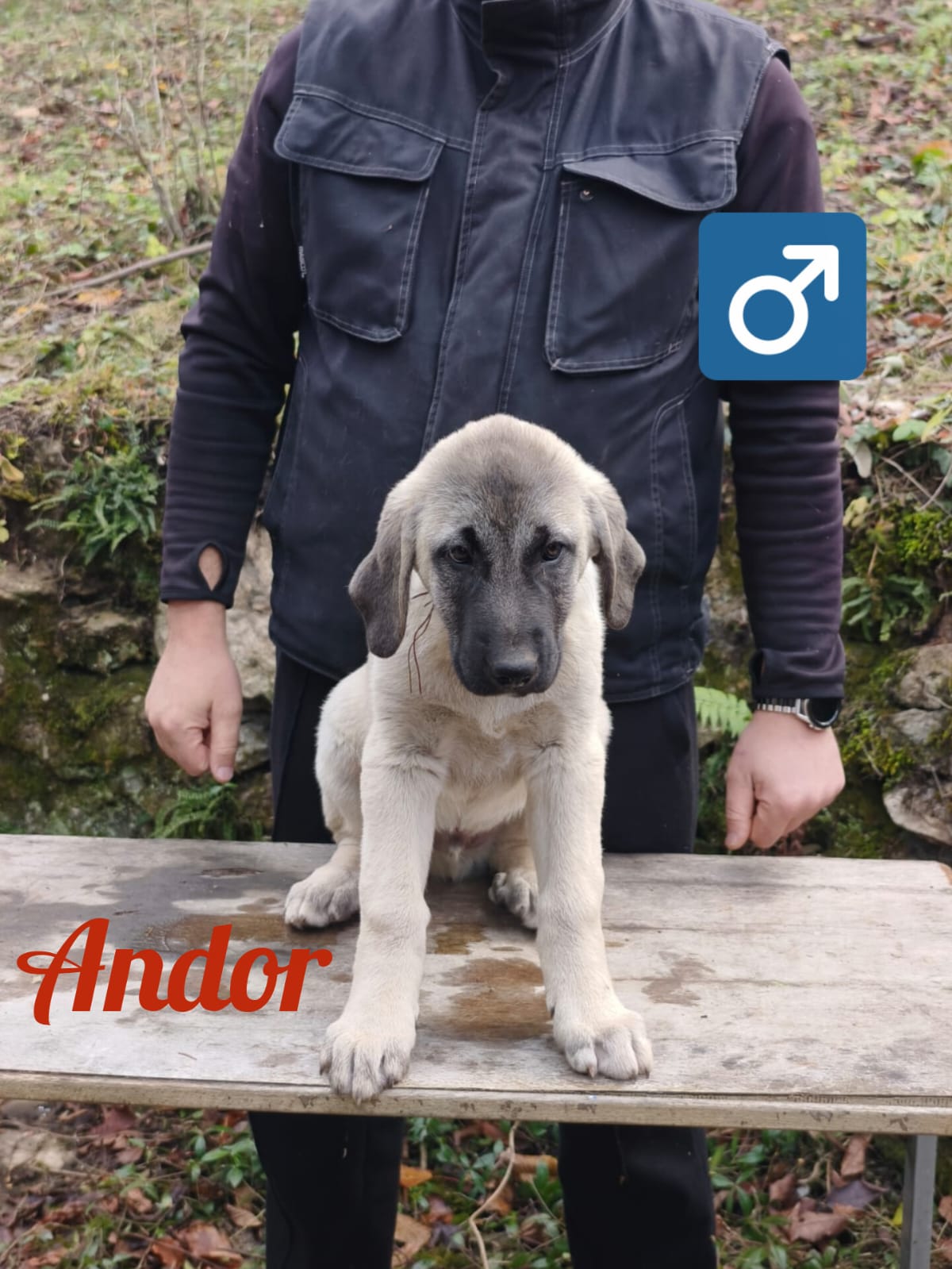 Psík Andor - 15. októbra 2025