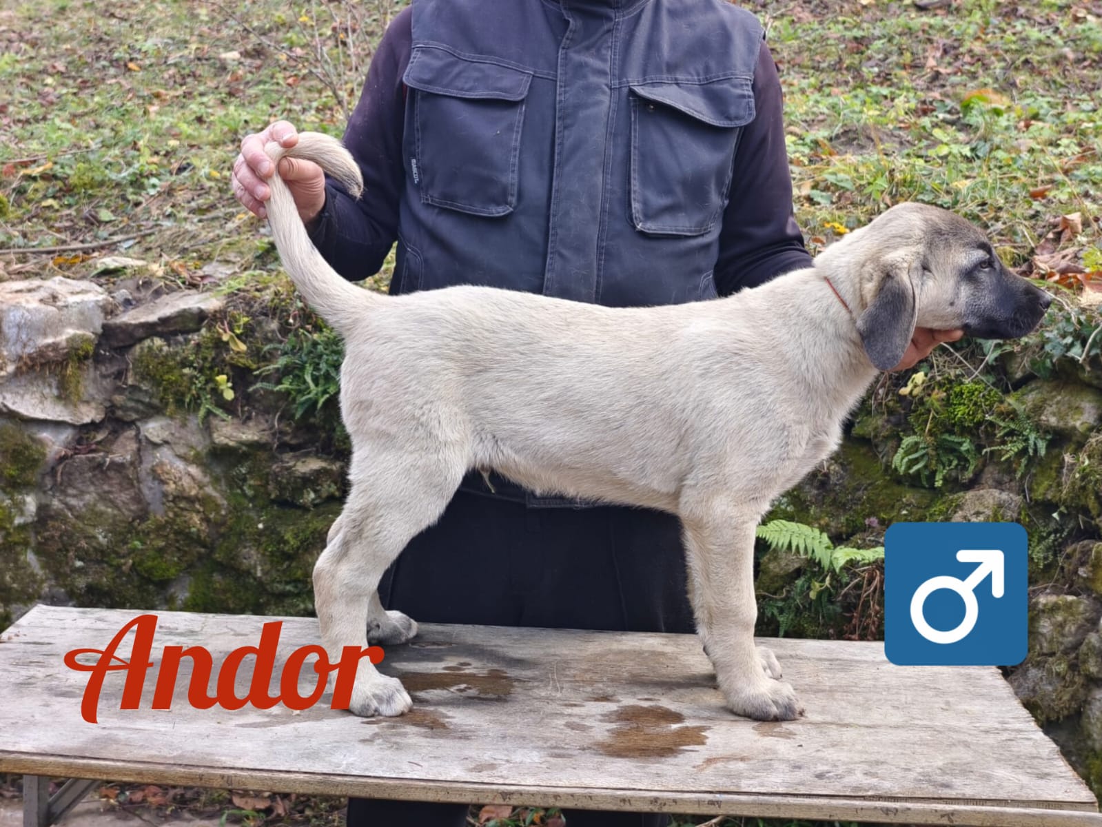 Psík Andor - 15. októbra 2025