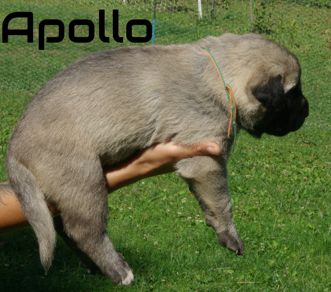 Psík Apollo