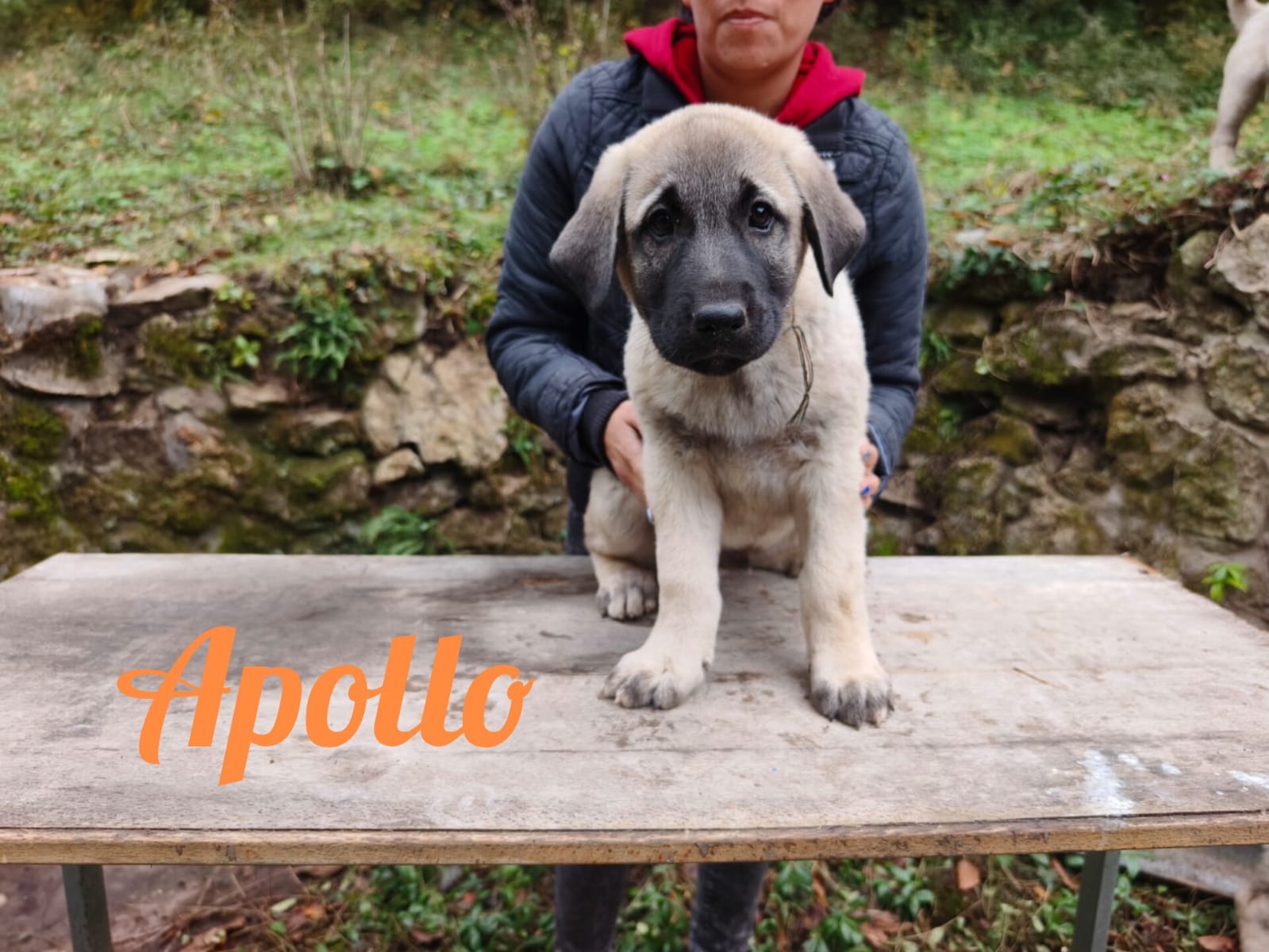 Psík Apollo - 15. októbra 2025