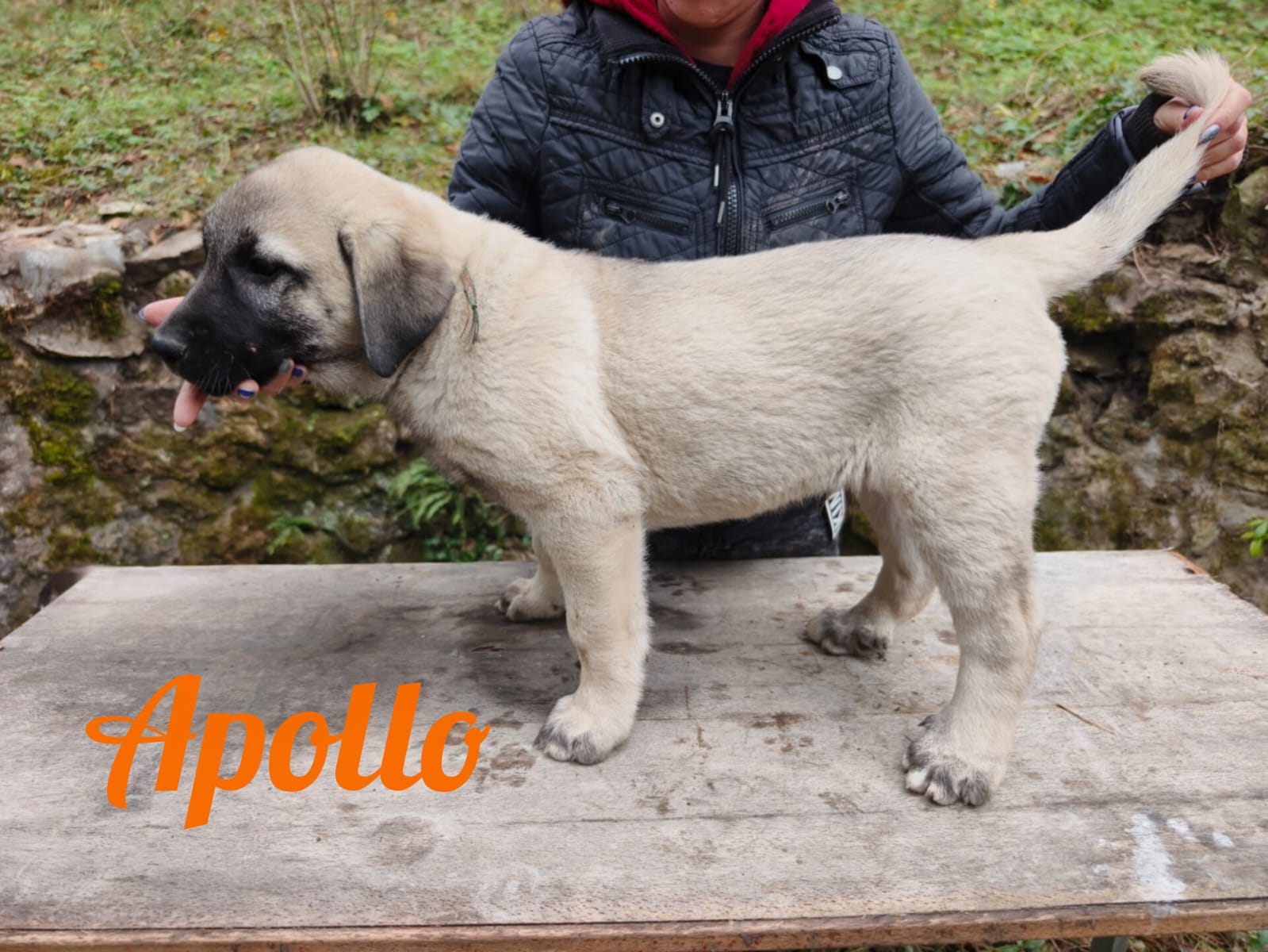 Psík Apollo - 15. októbra 2025