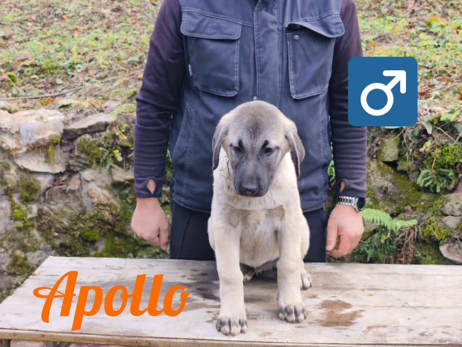 Psík Apollo - 15. októbra 2025