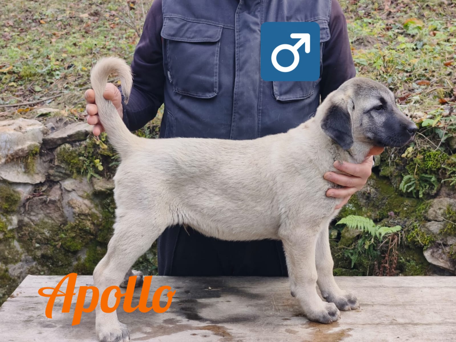 Psík Apollo - 15. októbra 2025