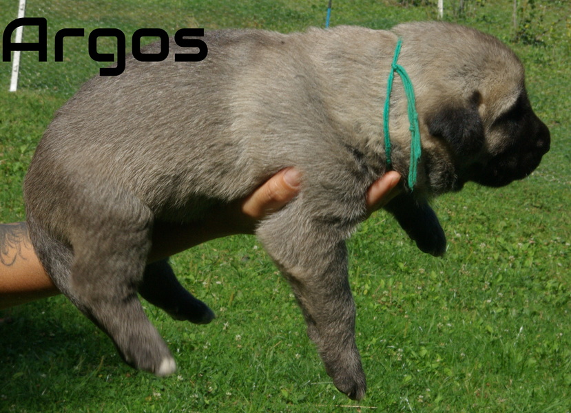 Psík Argos