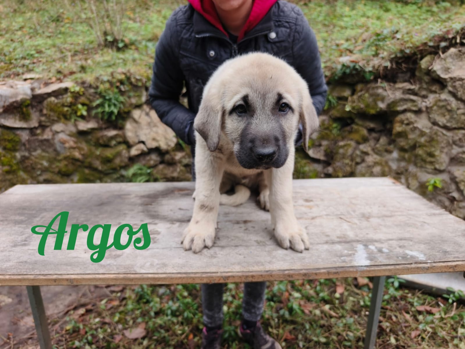 Psík Argos - 15. októbra 2025