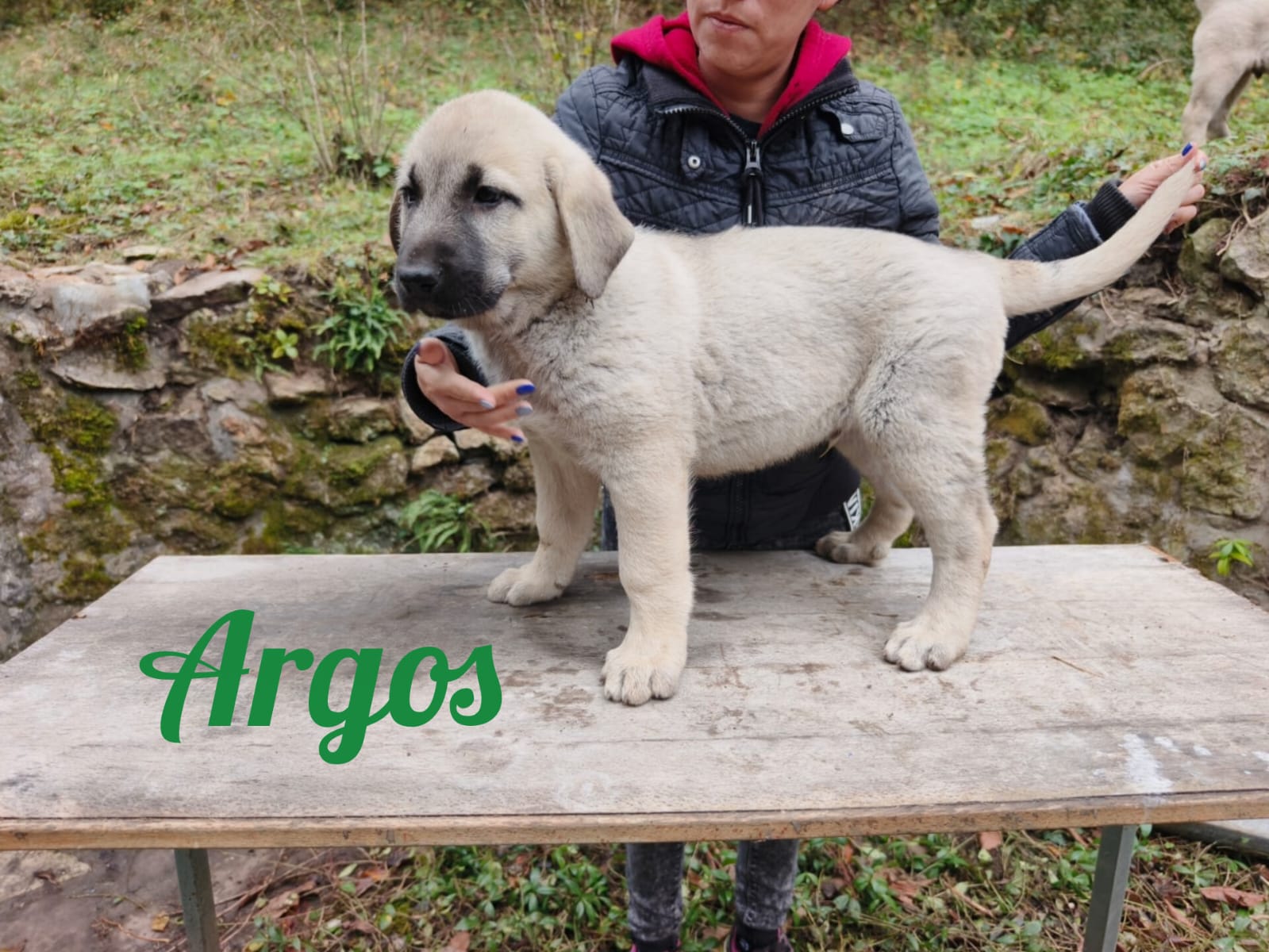 Psík Argos - 15. októbra 2025