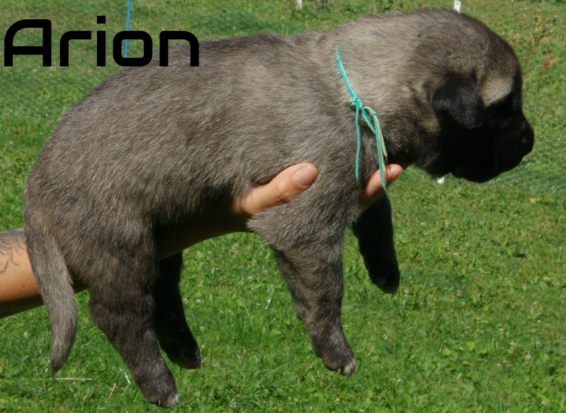 Psík Arion