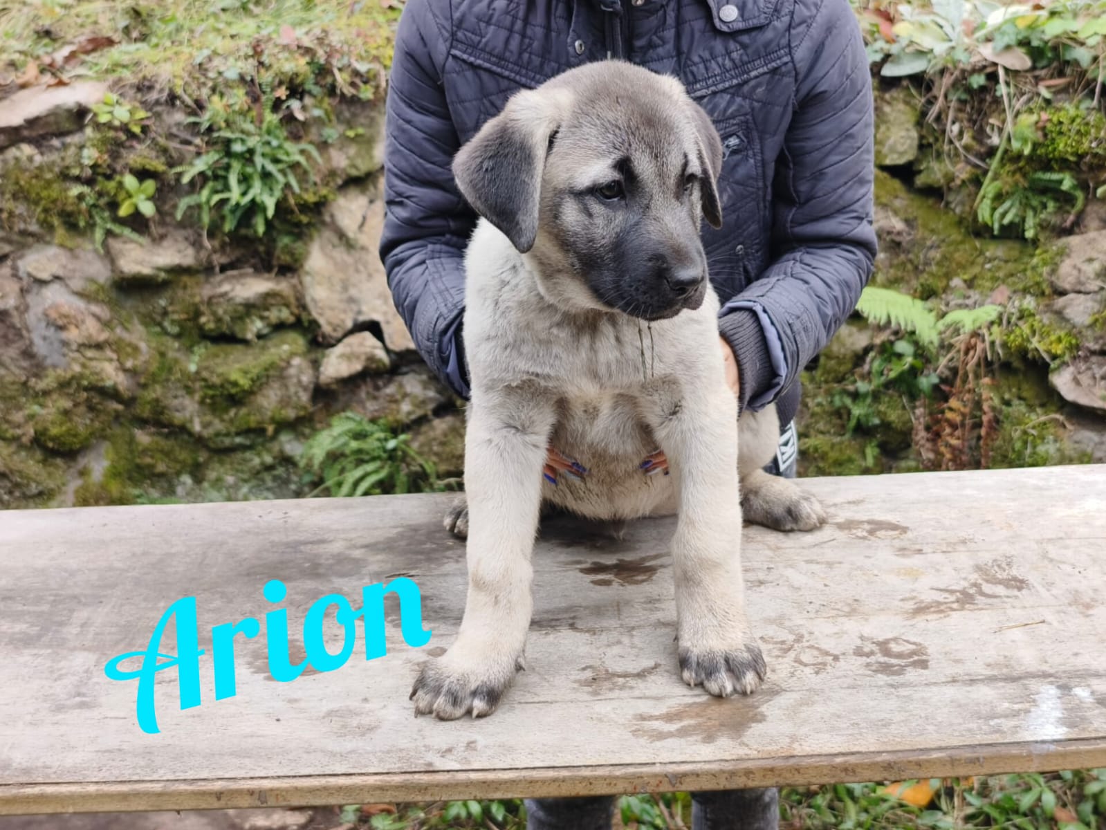 Psík Arion - 15. októbra 2025