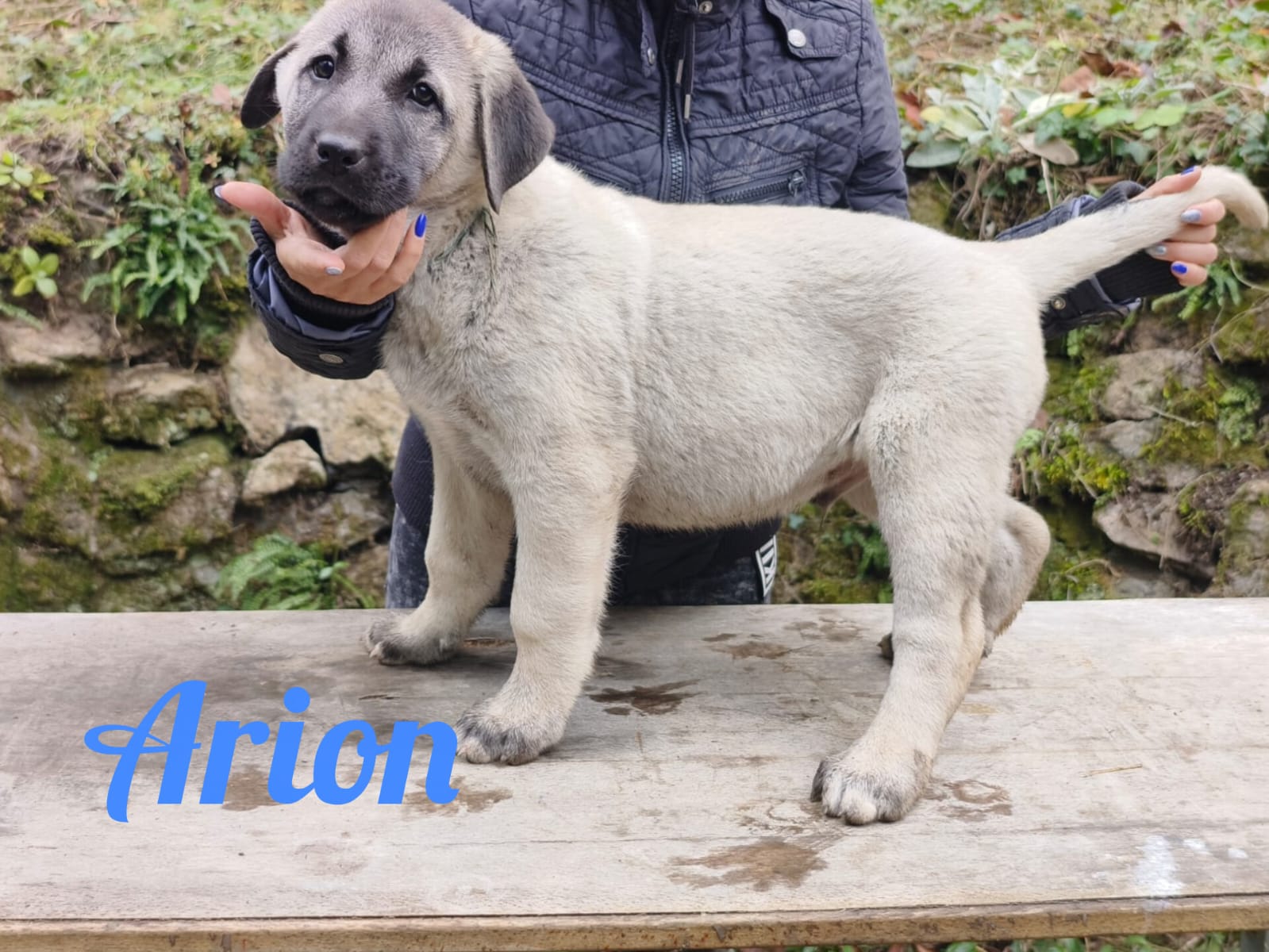 Psík Arion - 15. októbra 2025