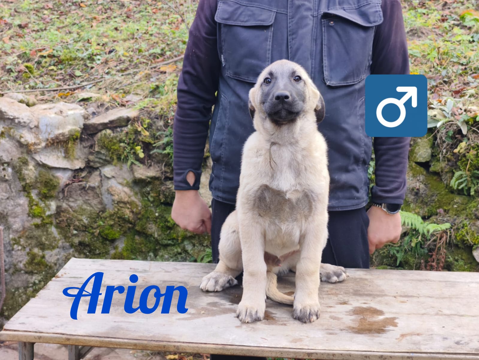 Psík Arion - 15. októbra 2025