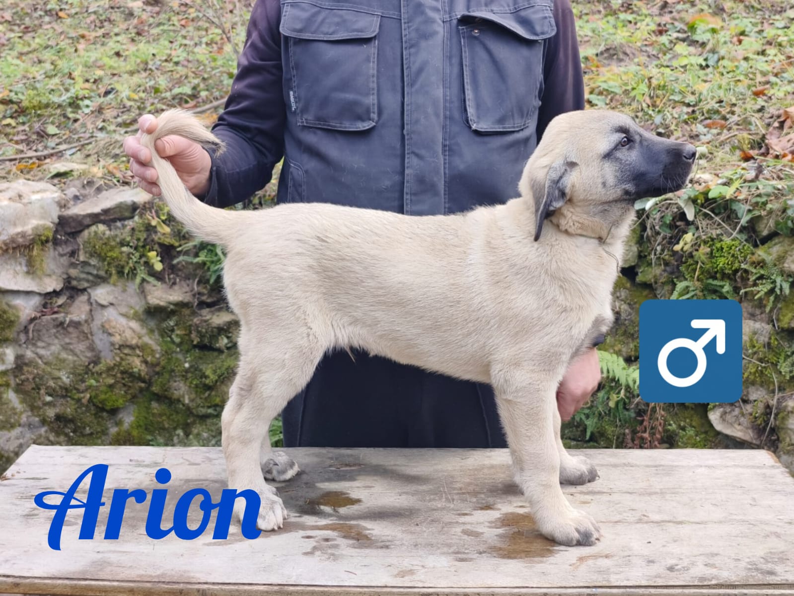 Psík Arion - 15. októbra 2025