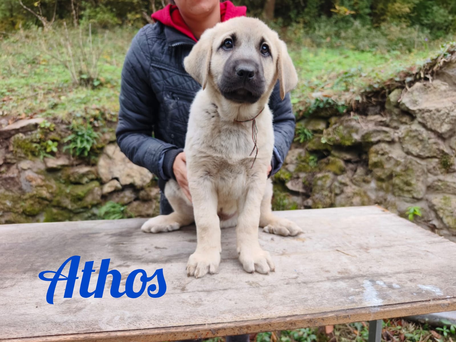 Psík Athos - 15. októbra 2025