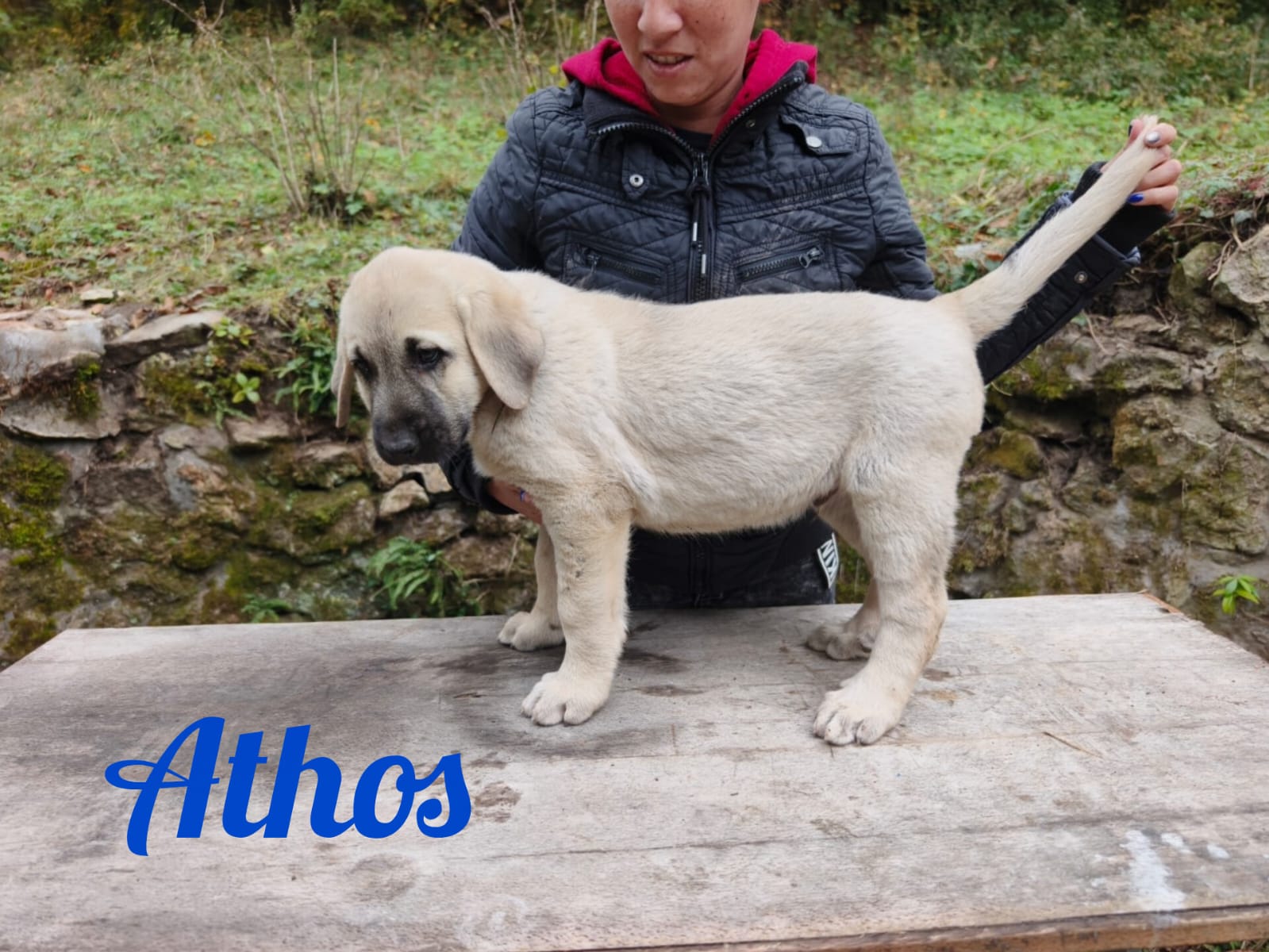 Psík Athos - 15. októbra 2025