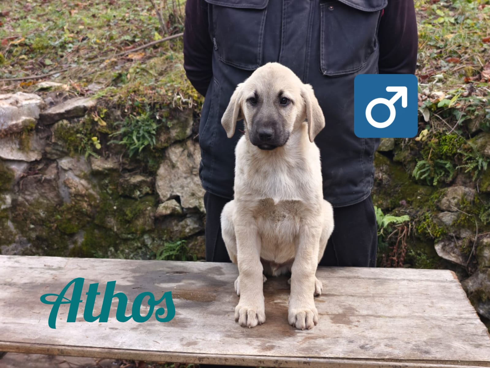 Psík Athos - 15. októbra 2025