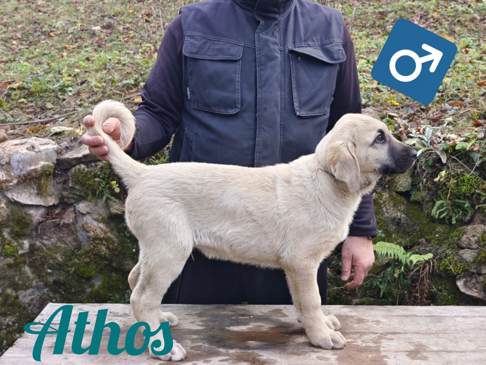 Psík Athos - 15. októbra 2025