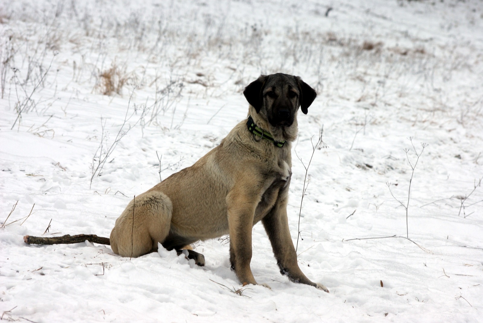 Fenka Astra